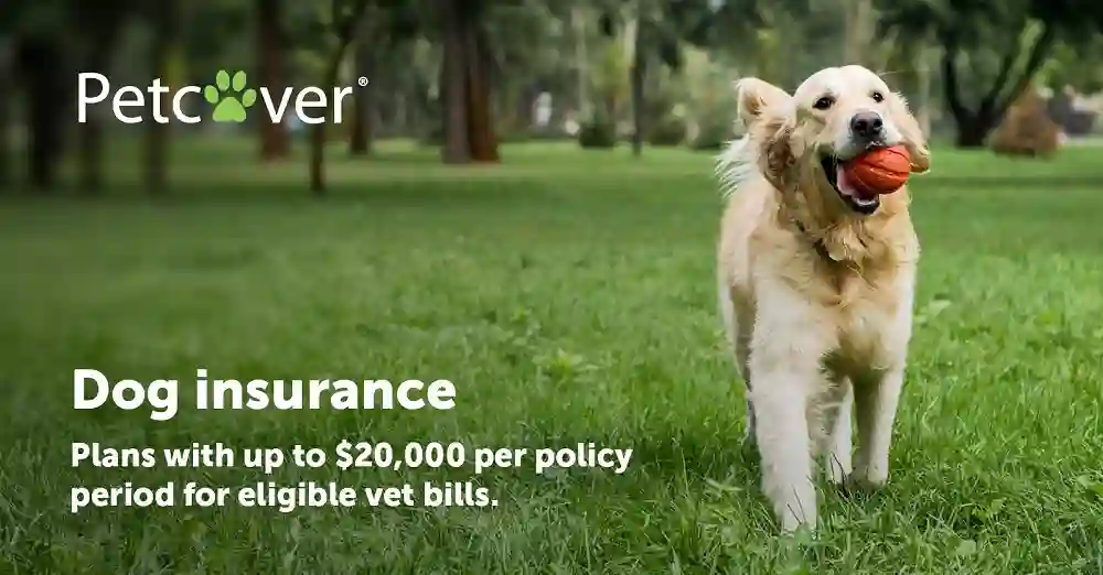 Dog insurance